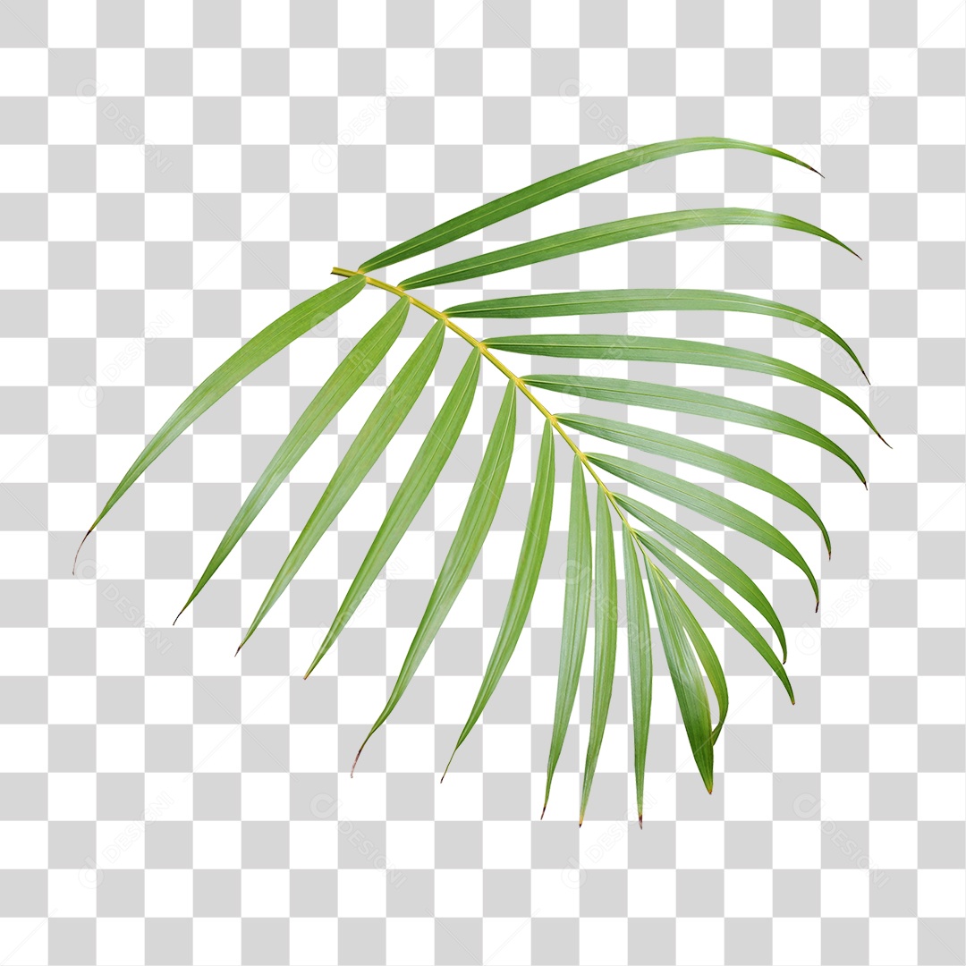 Planta Verde PNG Transparente