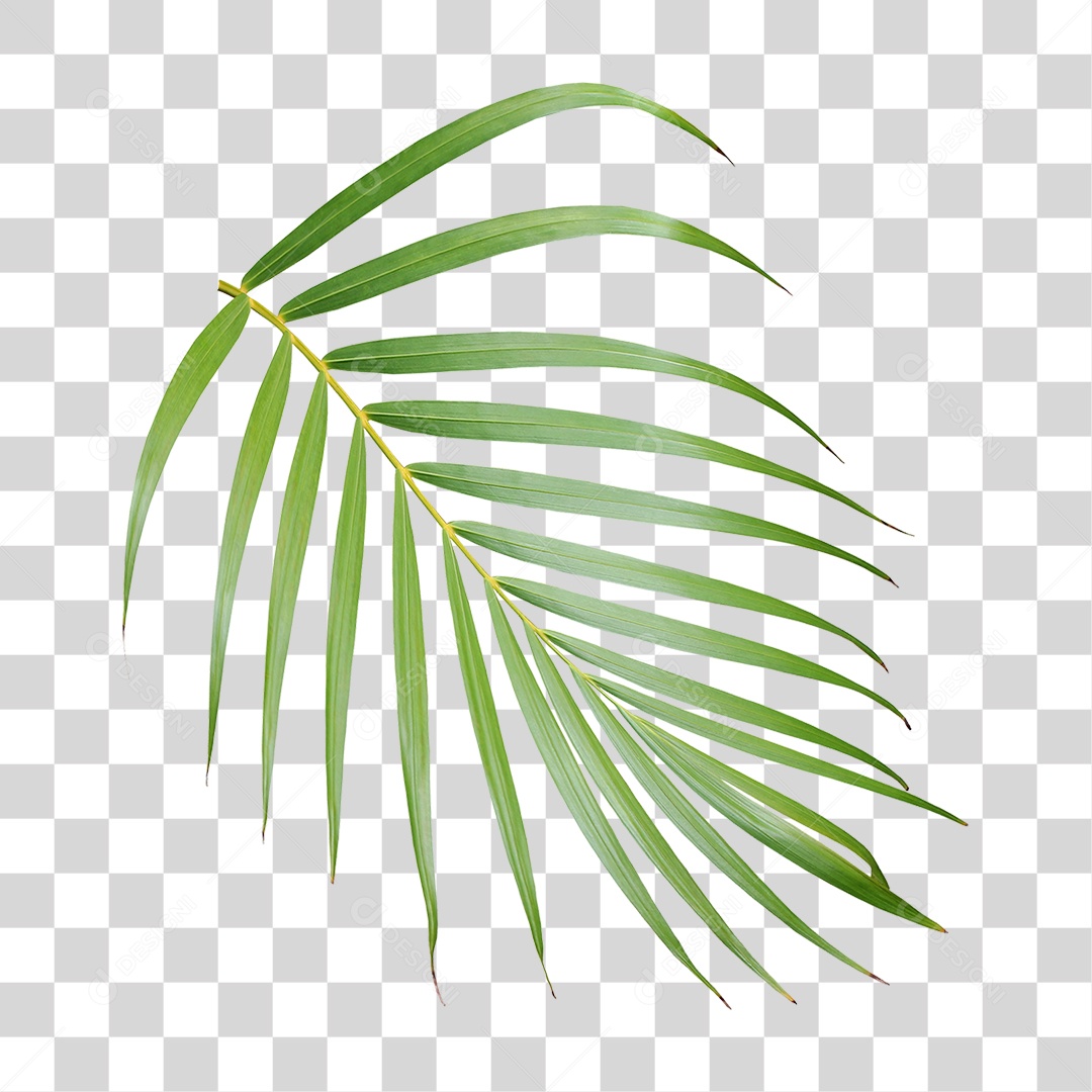 Planta Verde PNG Transparente