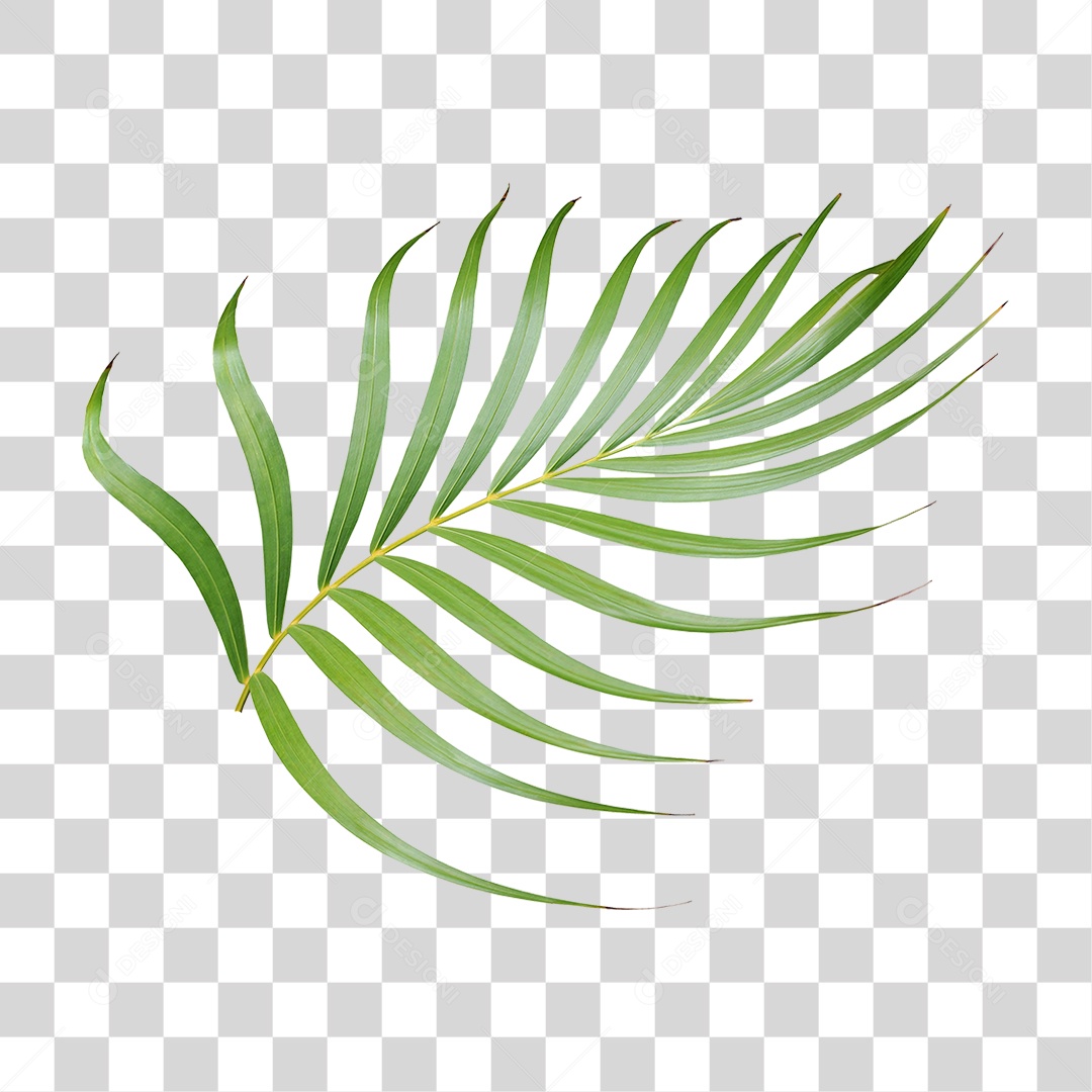 Planta Verde PNG Transparente