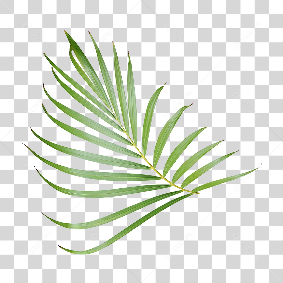 Planta Verde PNG Transparente