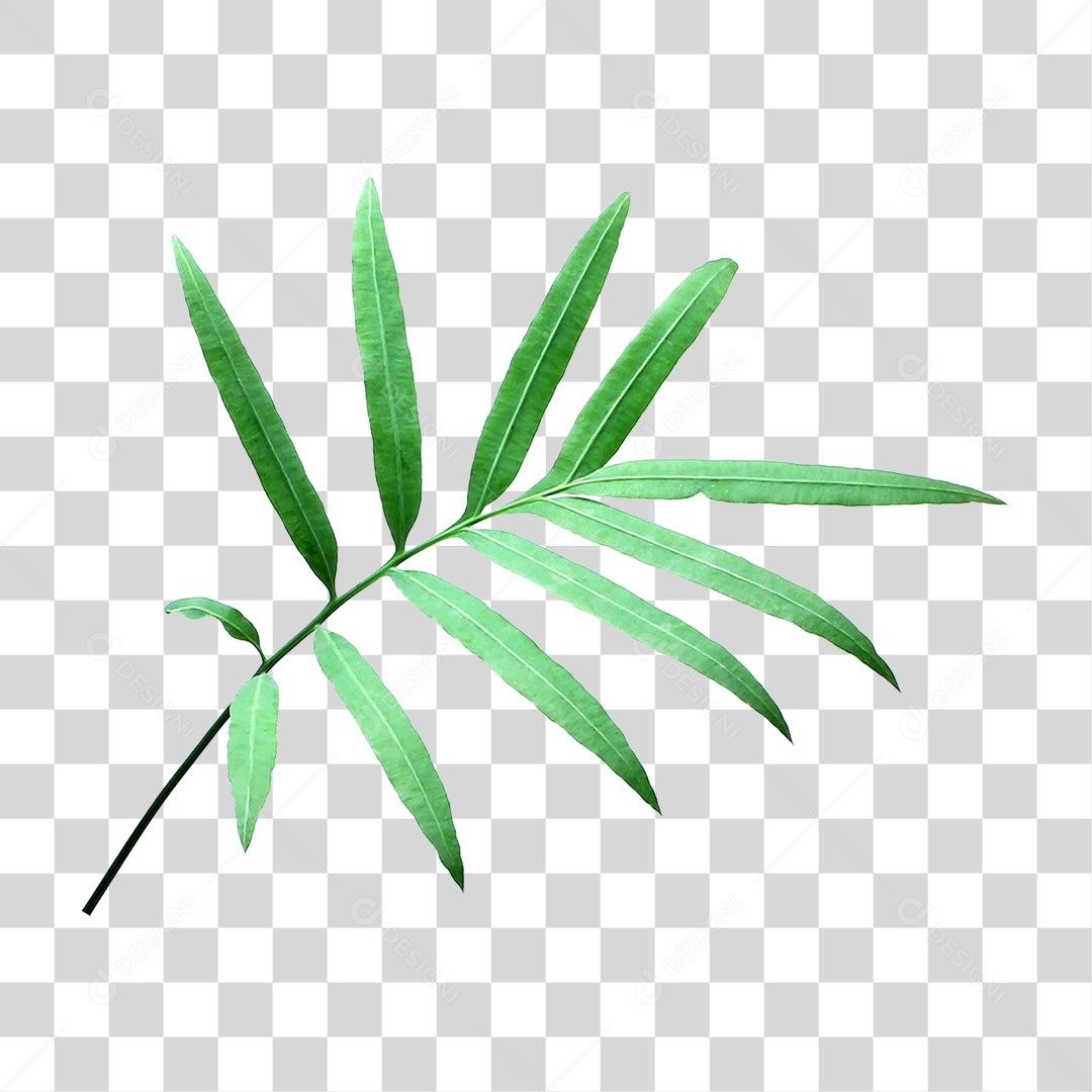 Planta Verde PNG Transparente