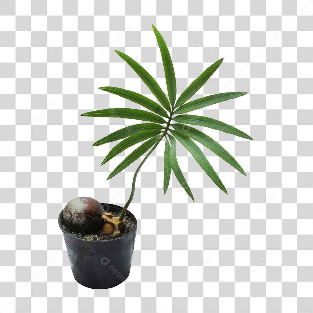 Planta Verde PNG Transparente