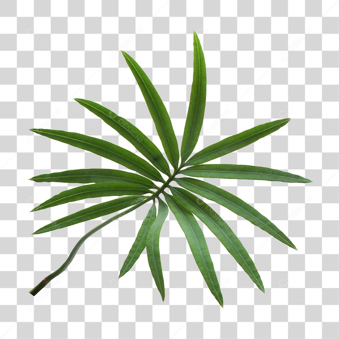 Planta Verde PNG Transparente