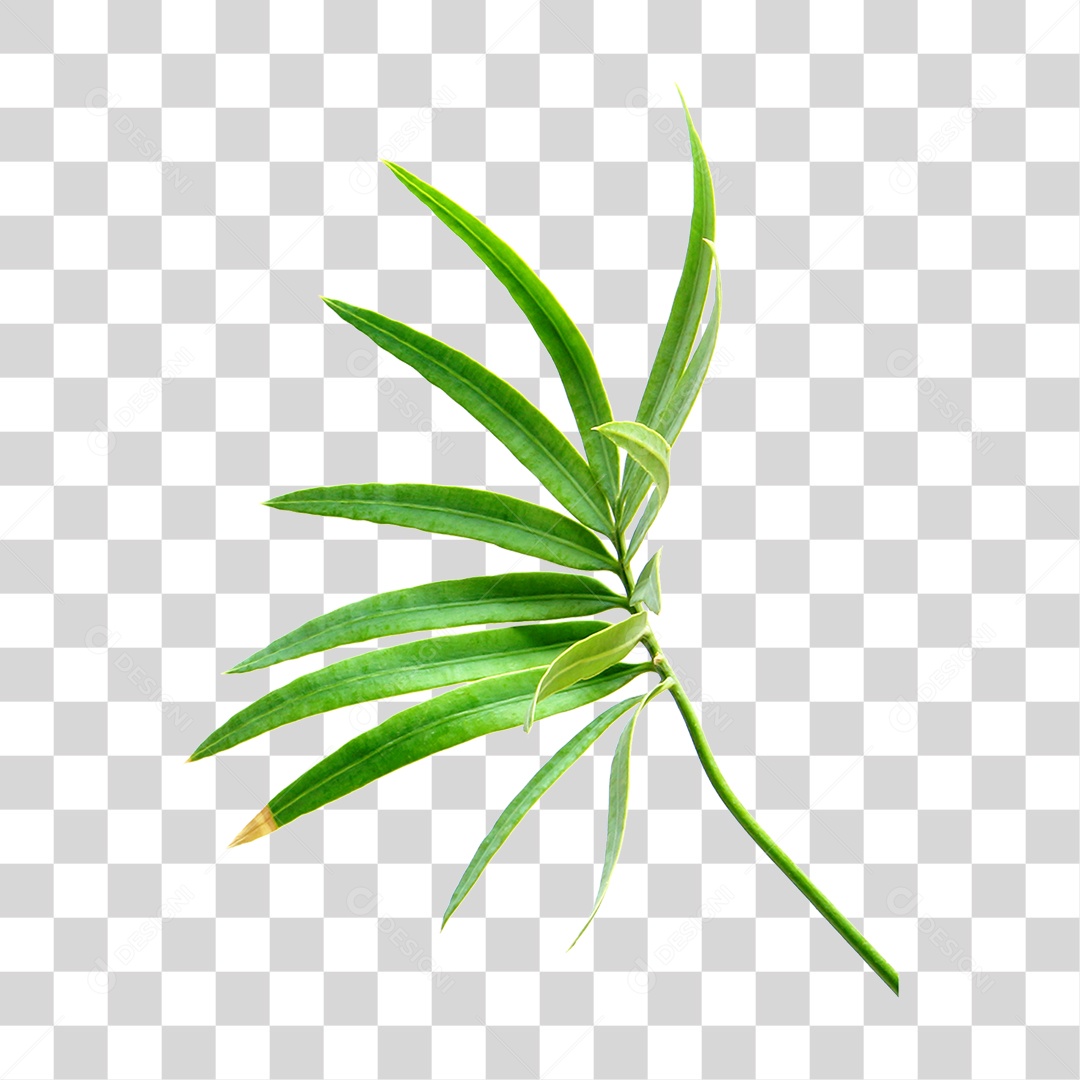 Planta Verde PNG Transparente