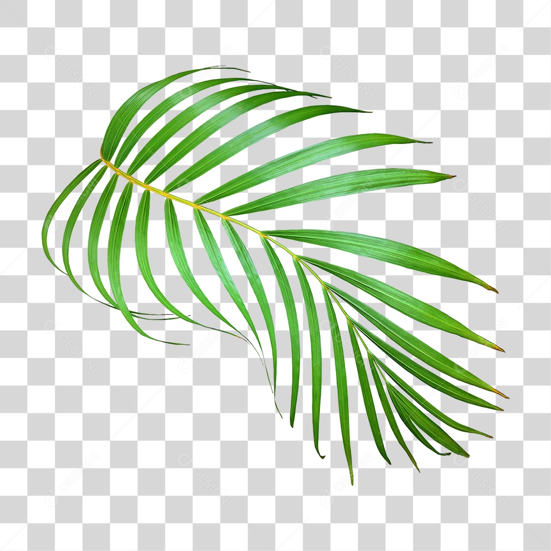 Planta Verde PNG Transparente