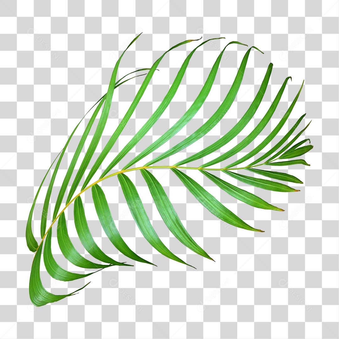 Planta Verde PNG Transparente