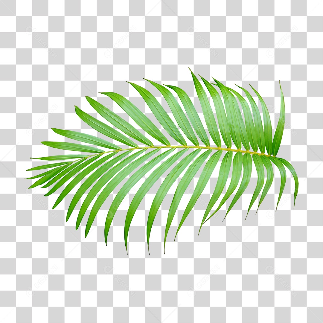 Planta Verde PNG Transparente