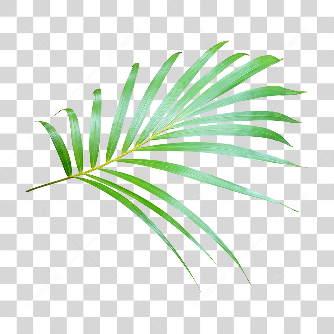 Planta Verde PNG Transparente