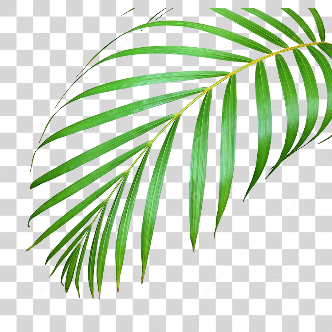 Planta Verde PNG Transparente