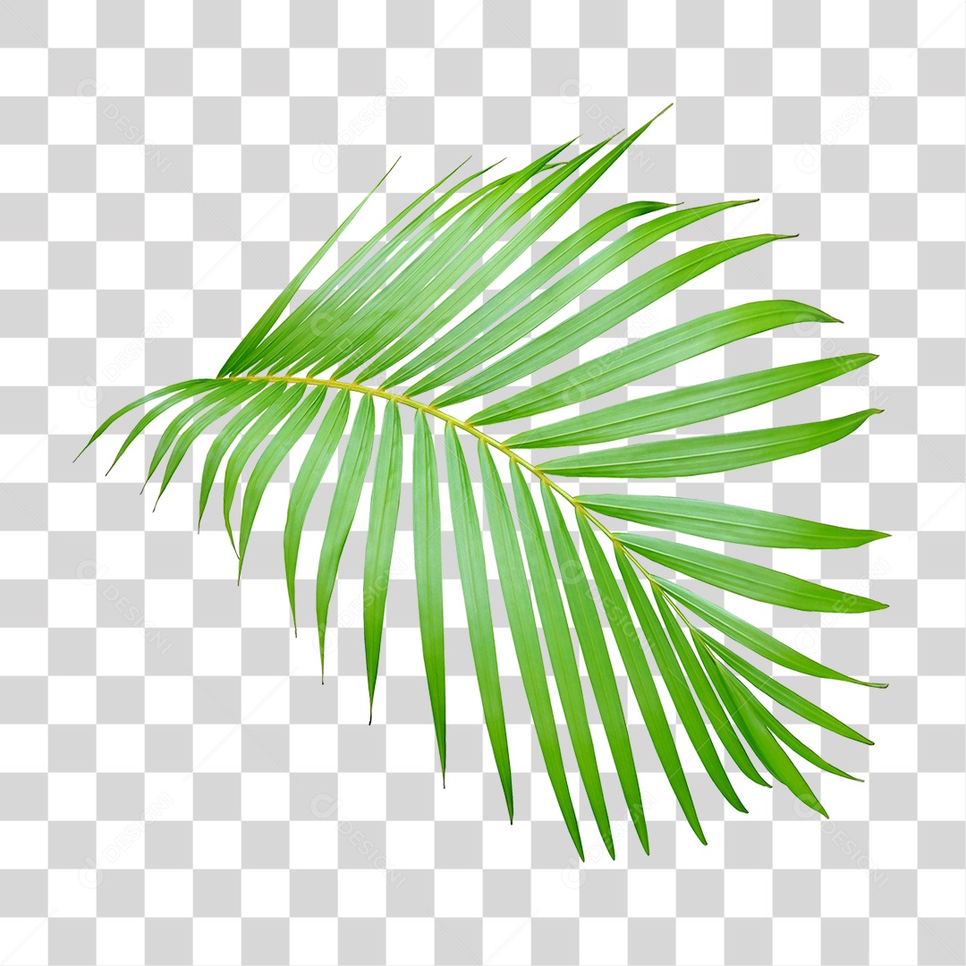 Planta Verde PNG Transparente