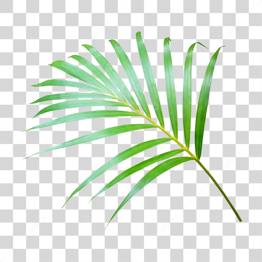 Planta Verde PNG Transparente