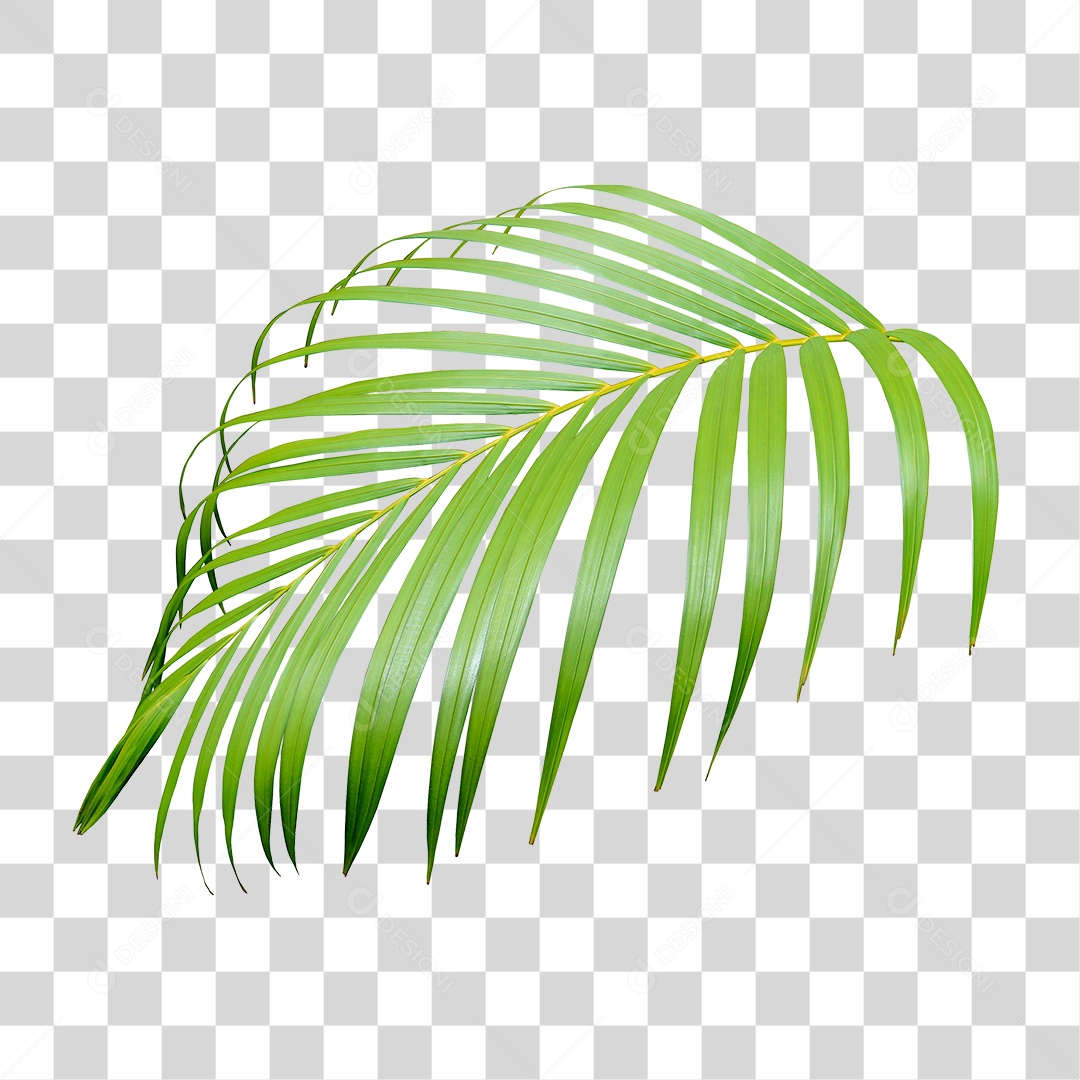 Planta Verde PNG Transparente