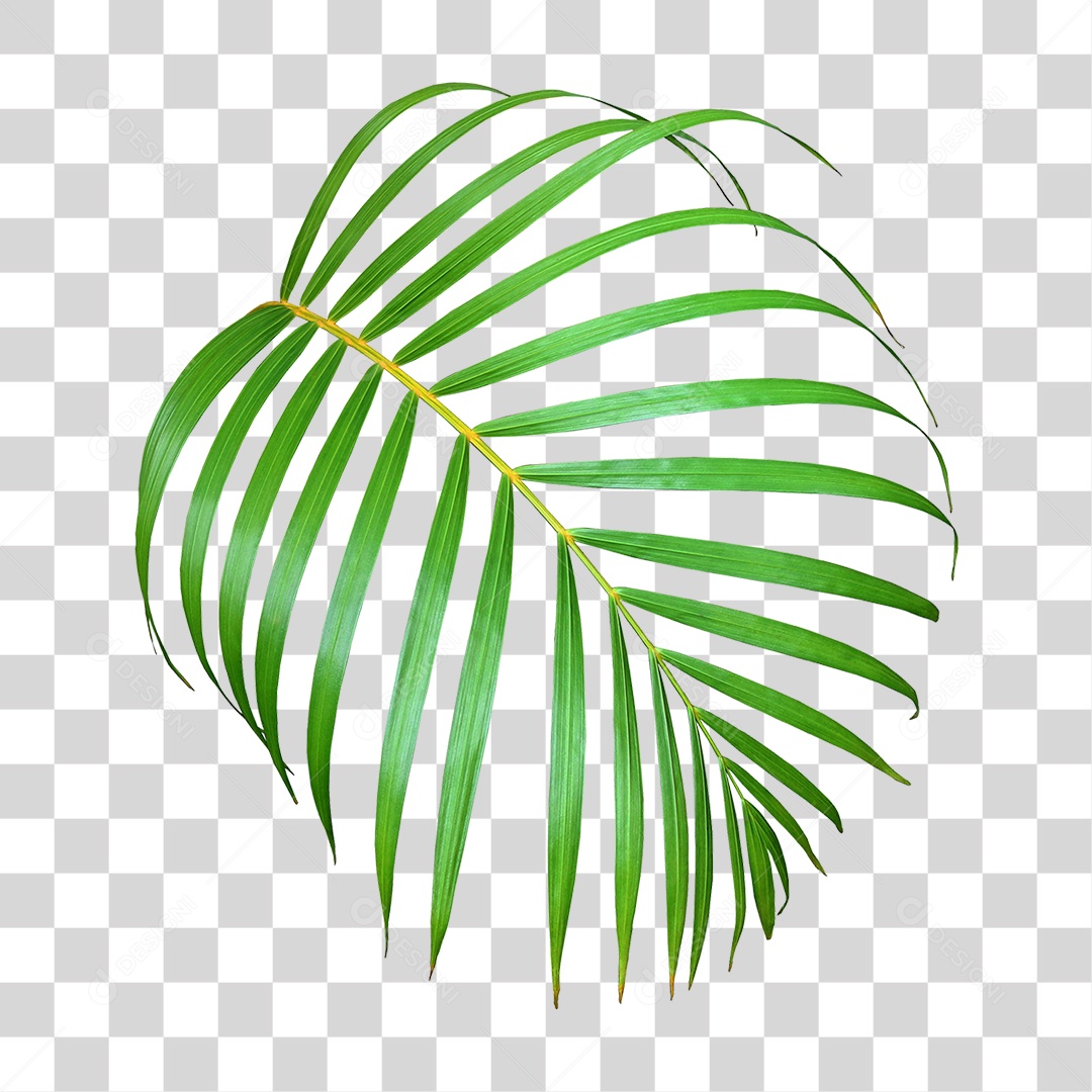 Planta Verde PNG Transparente