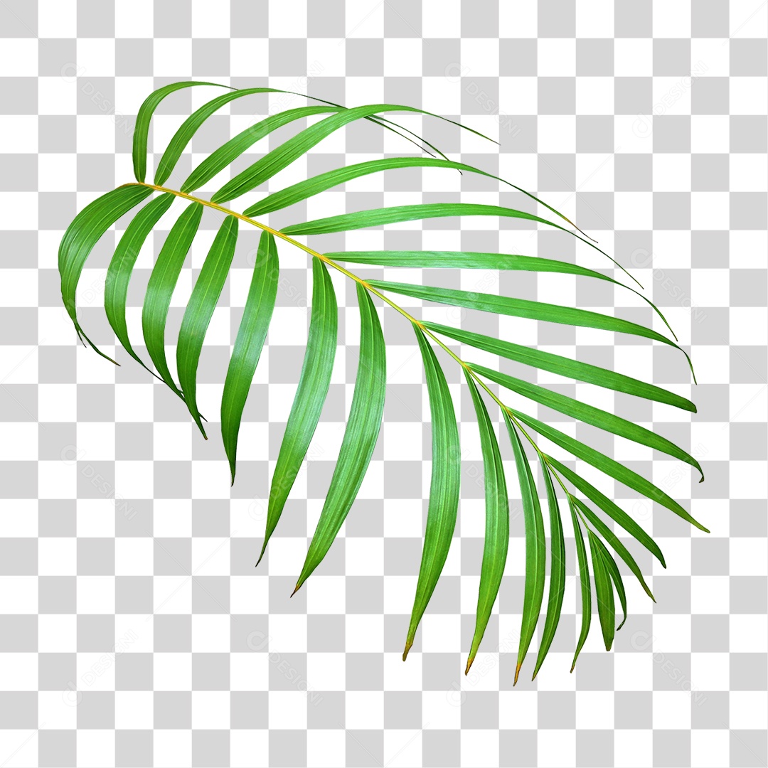 Planta Verde PNG Transparente