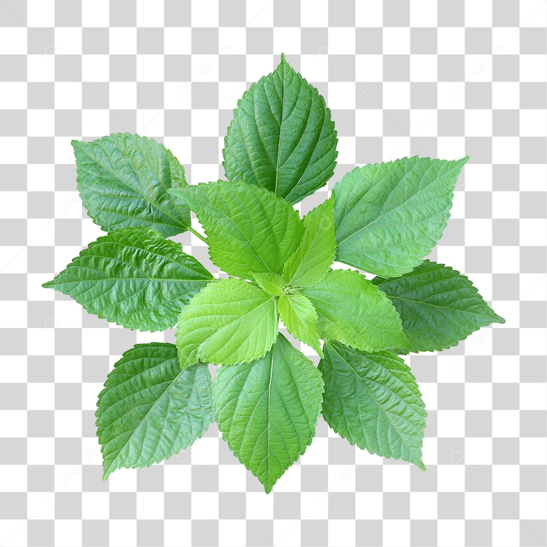 Planta Verde PNG Transparente