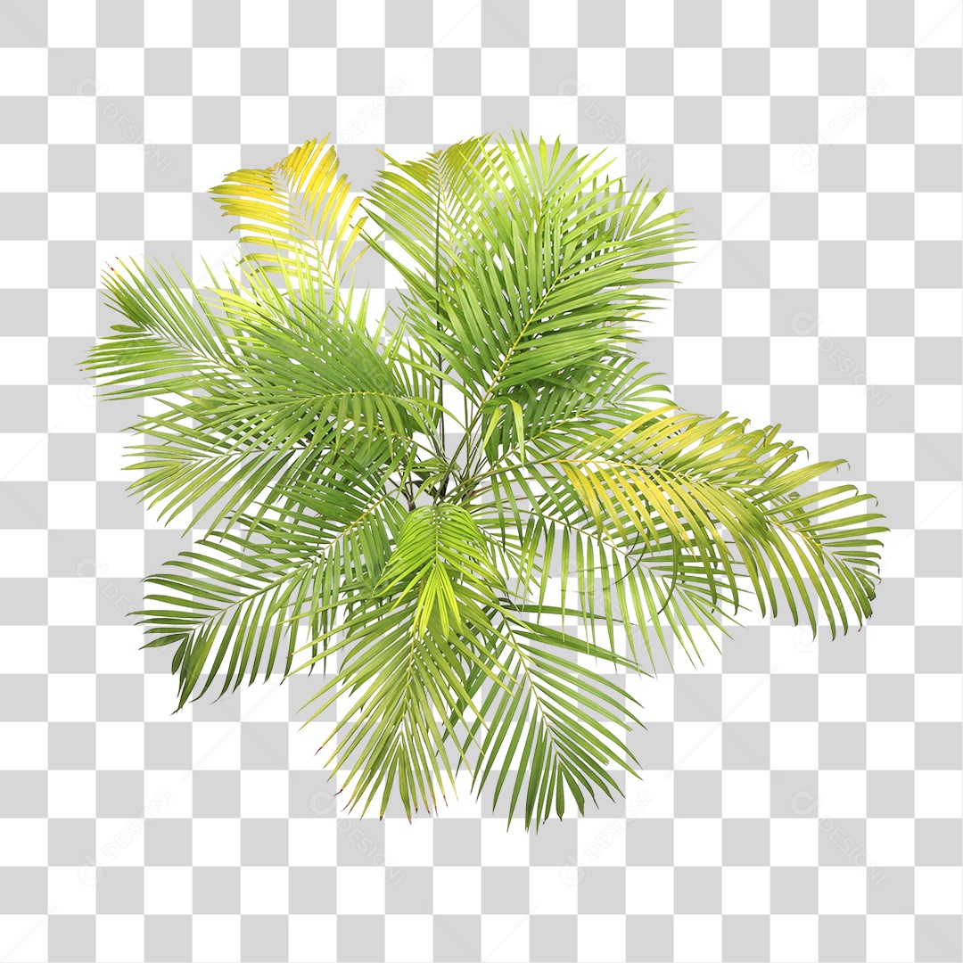 Planta Verde PNG Transparente