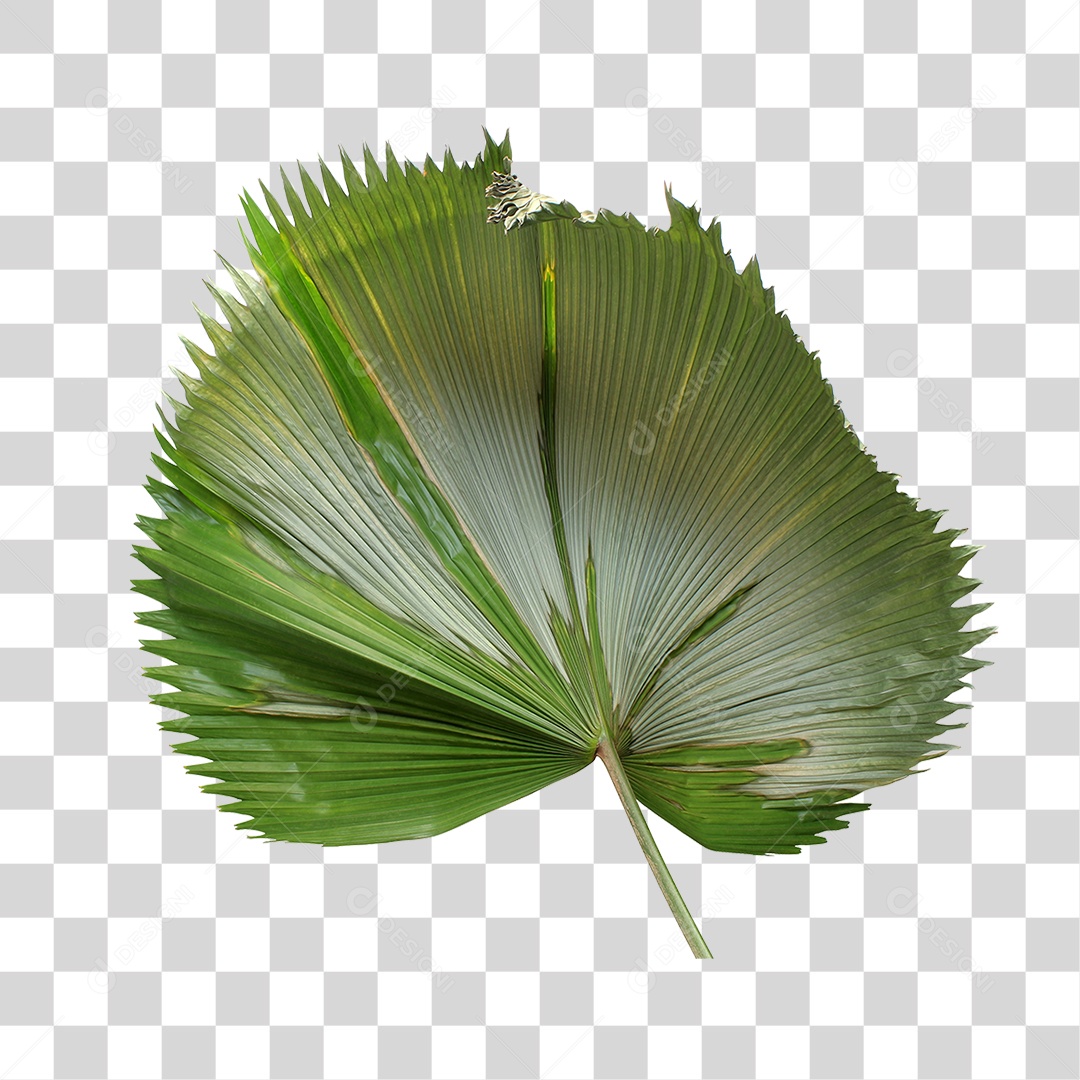 Planta Verde PNG Transparente