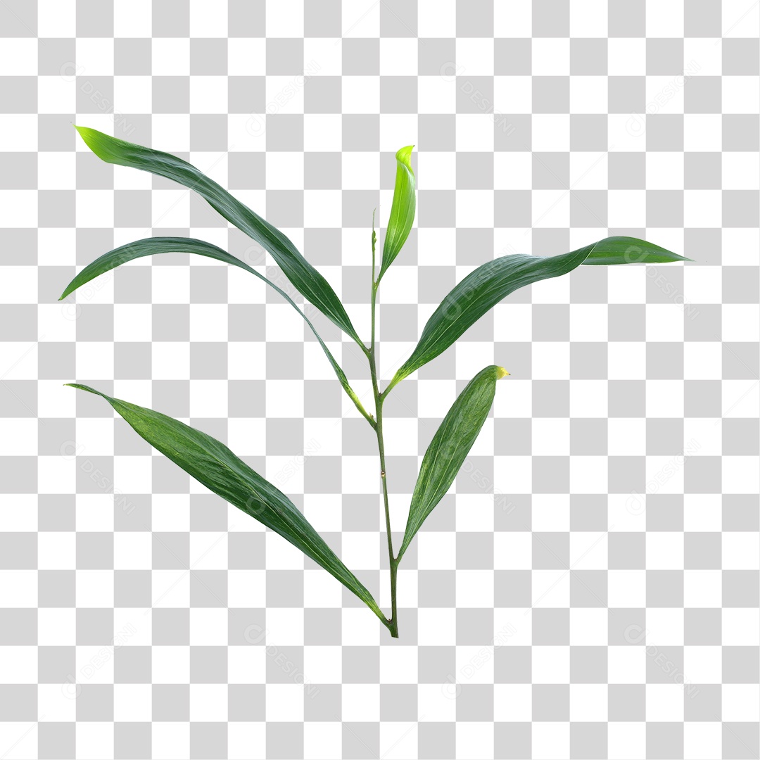 Planta Verde PNG Transparente