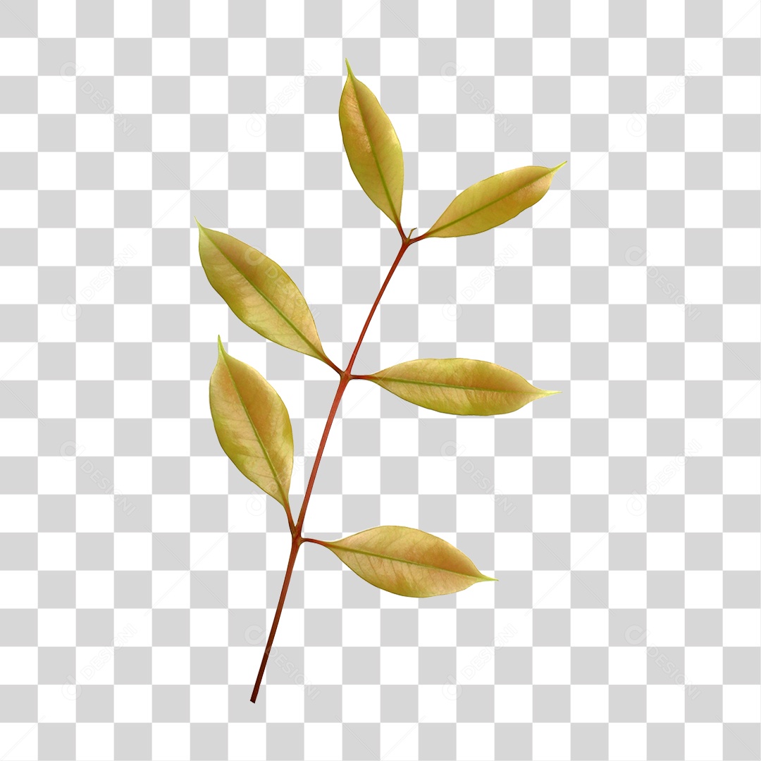 Planta Verde PNG Transparente