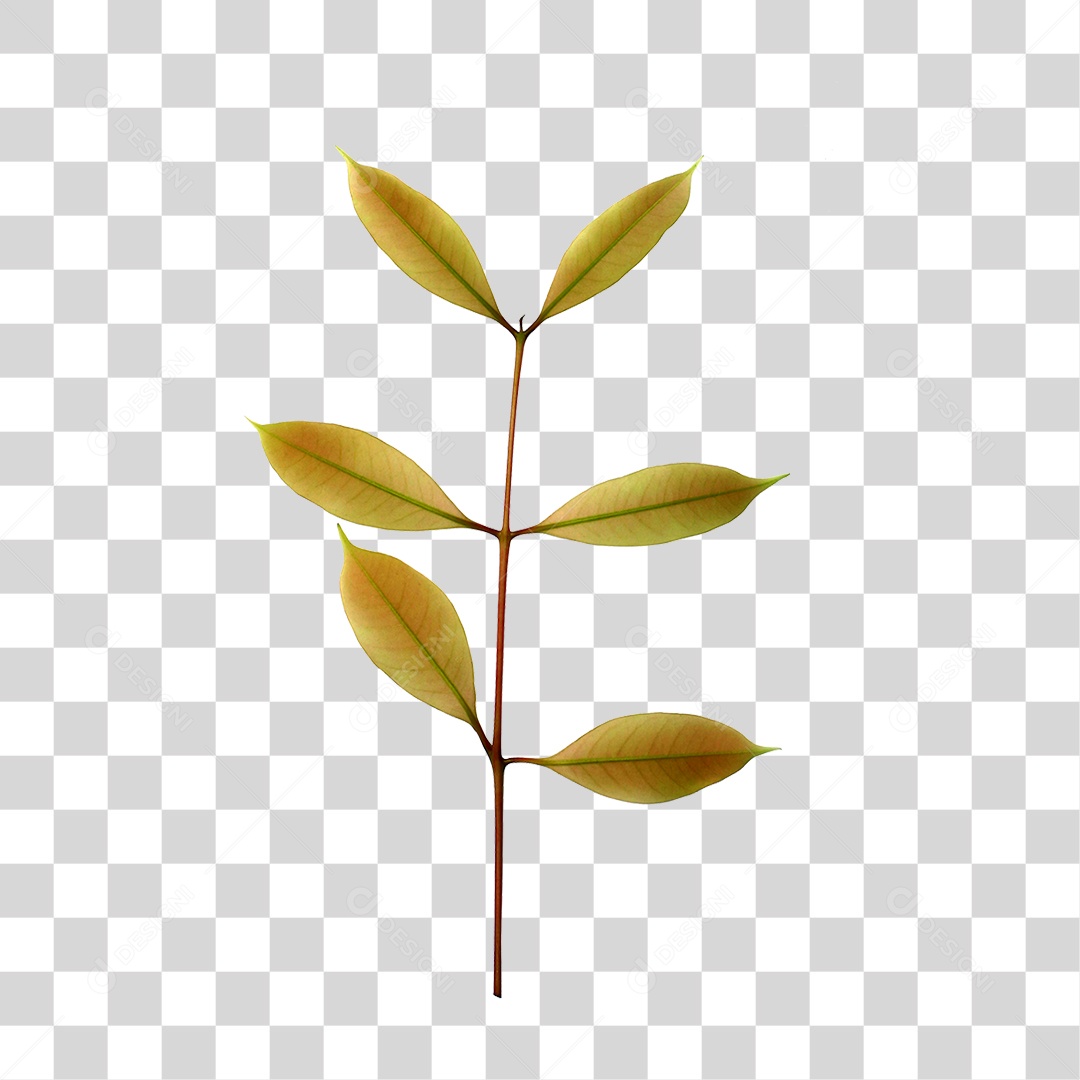 Planta Verde PNG Transparente