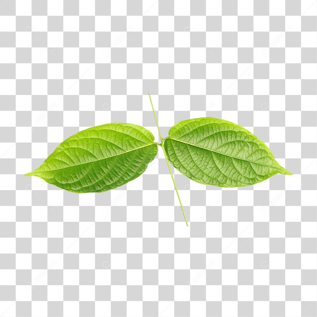 Folha Verde PNG Transparente