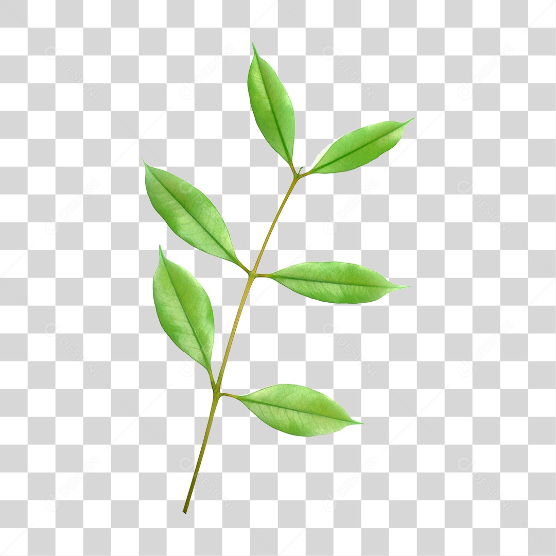 Folha Verde PNG Transparente