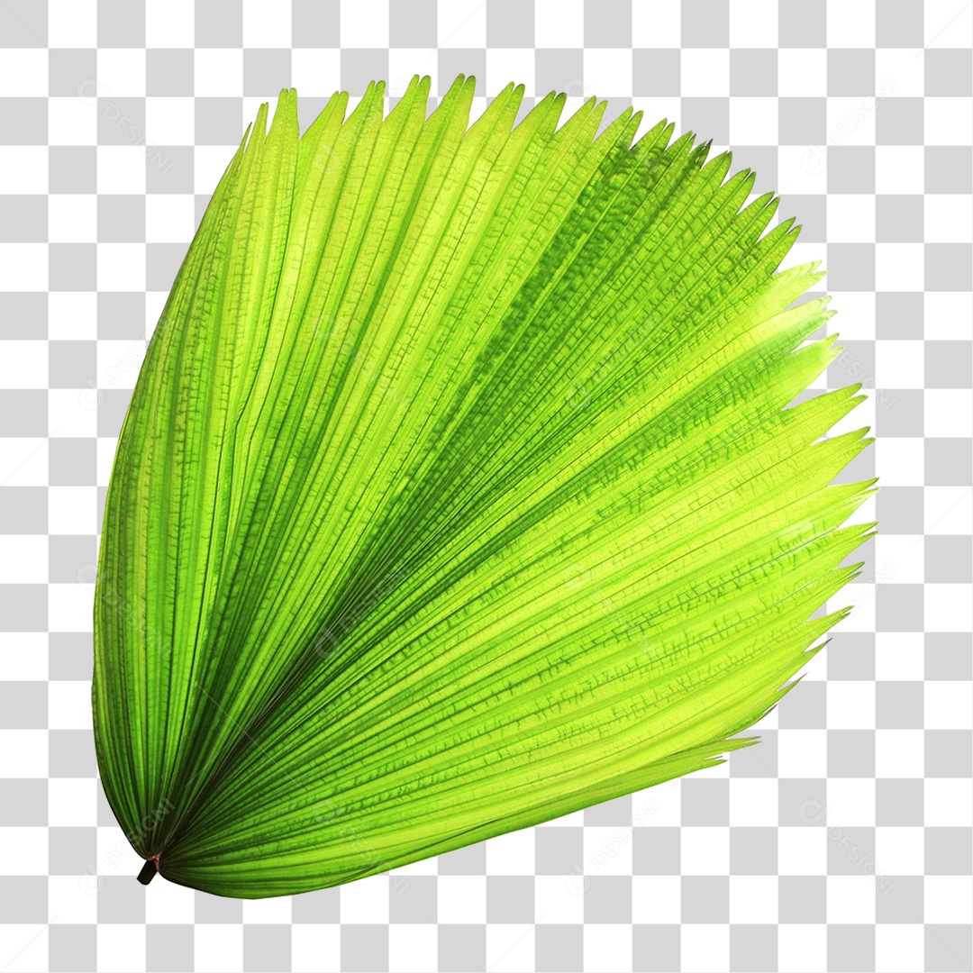 Folha Verde PNG Transparente