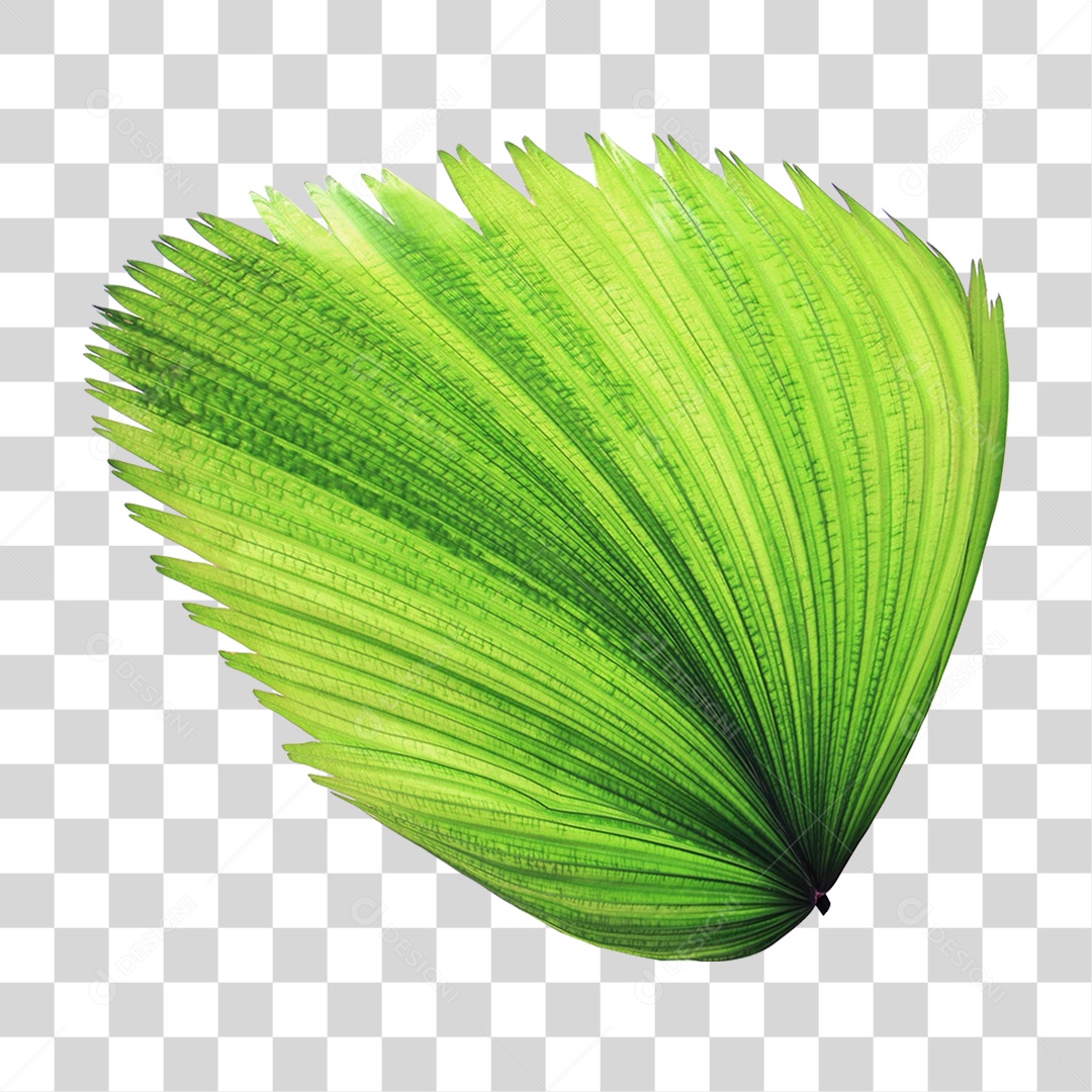 Folha Verde PNG Transparente