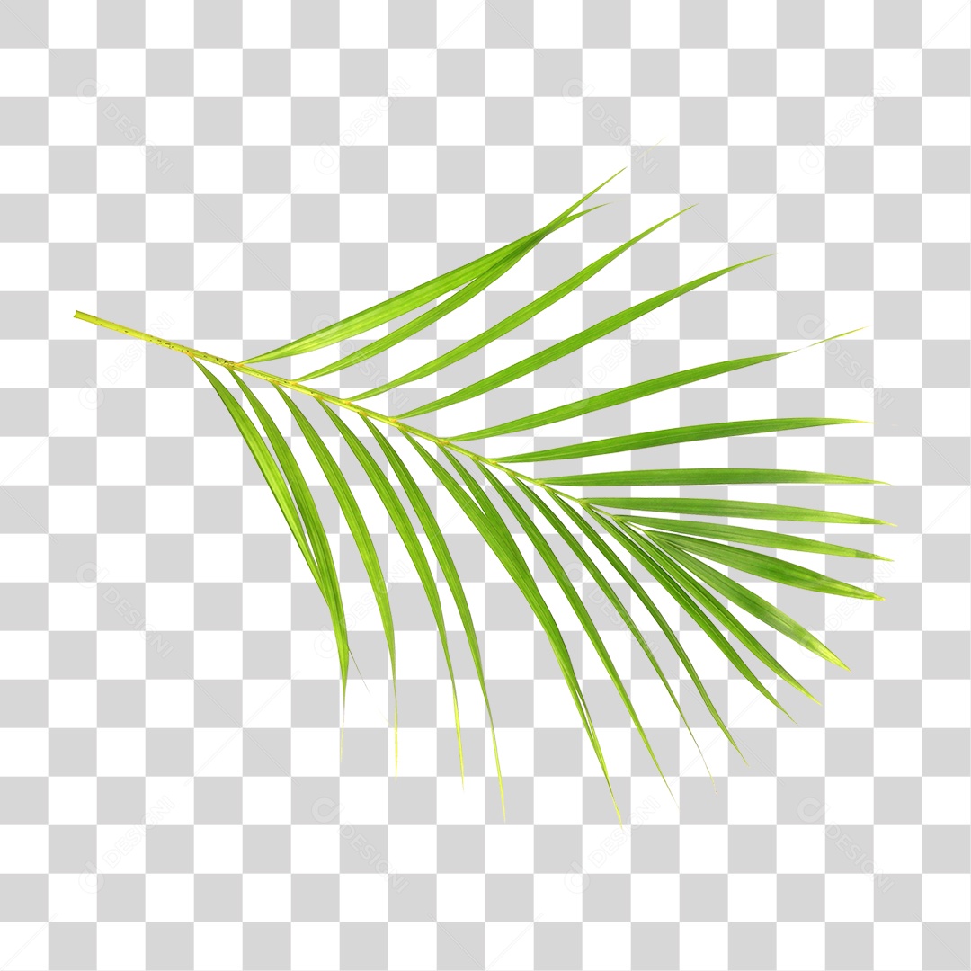 Folha Verde PNG Transparente