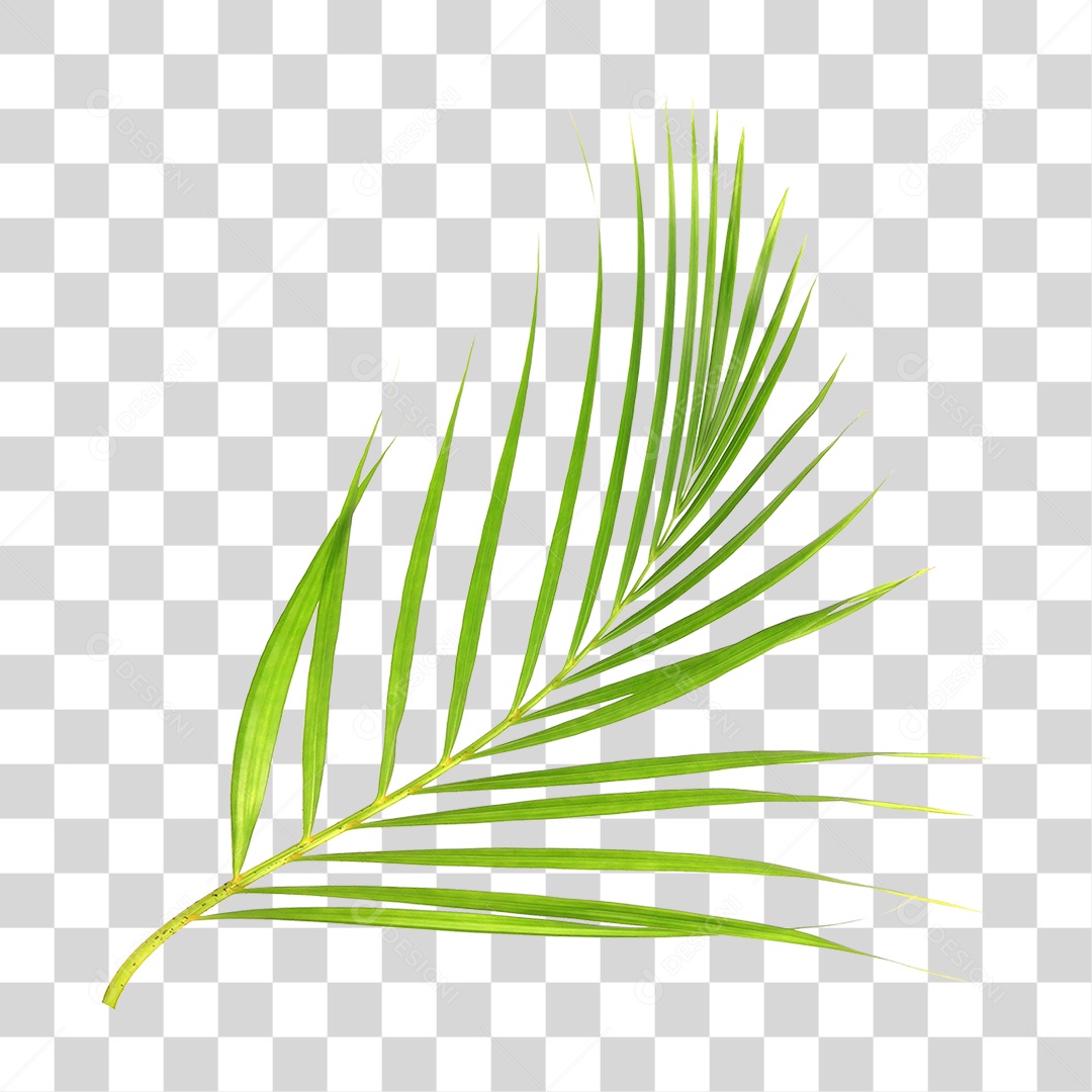 Folha Verde PNG Transparente