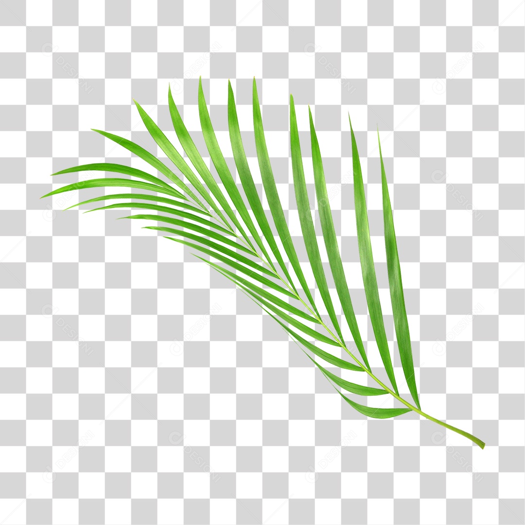 Folha Verde PNG Transparente