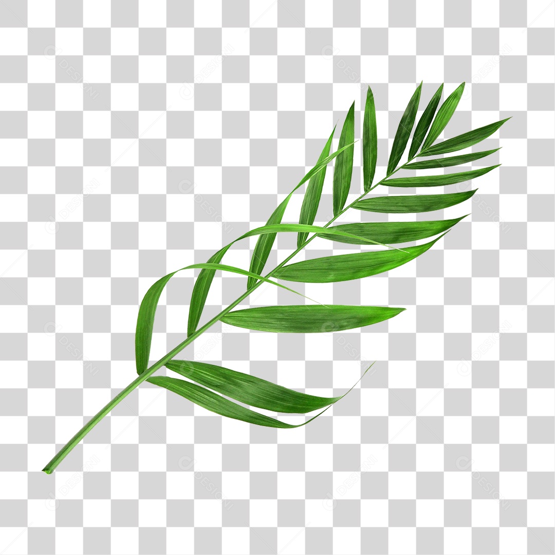 Folha Verde PNG Transparente