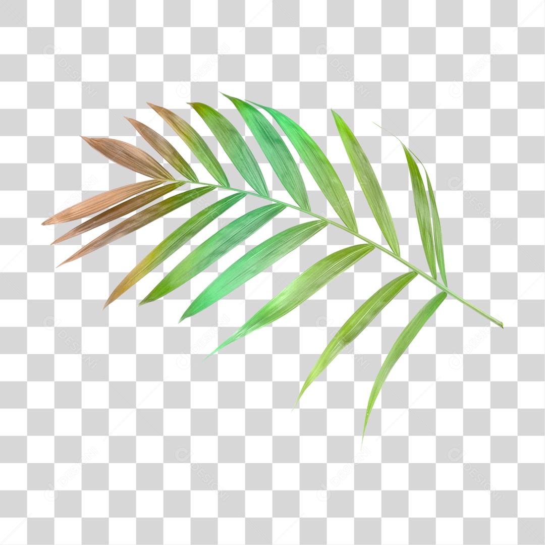 Folha Verde PNG Transparente