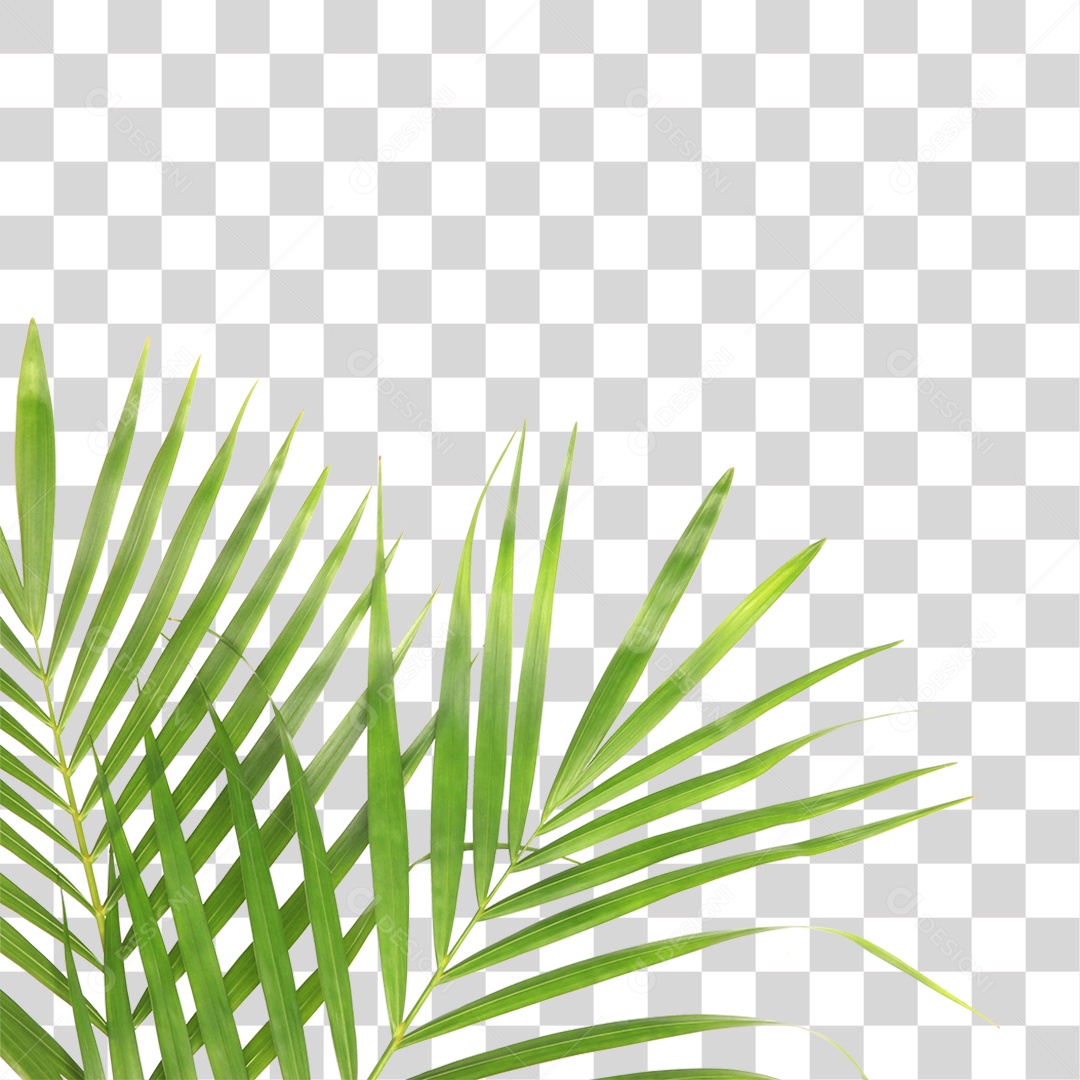 Folha Verde PNG Transparente