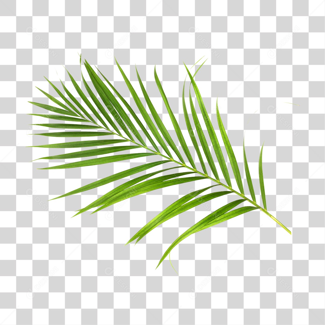 Folha Verde PNG Transparente