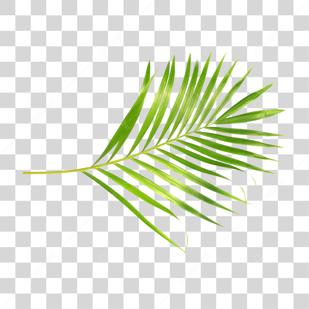 Folha Verde PNG Transparente