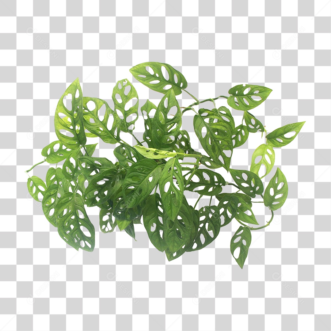 Planta Verde PNG Transparente