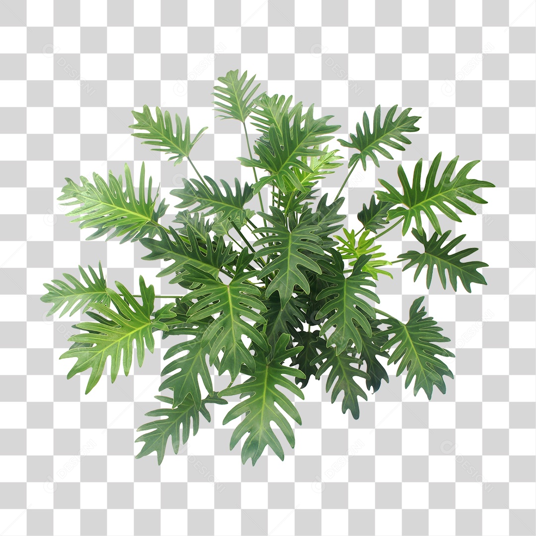 Planta Verde PNG Transparente