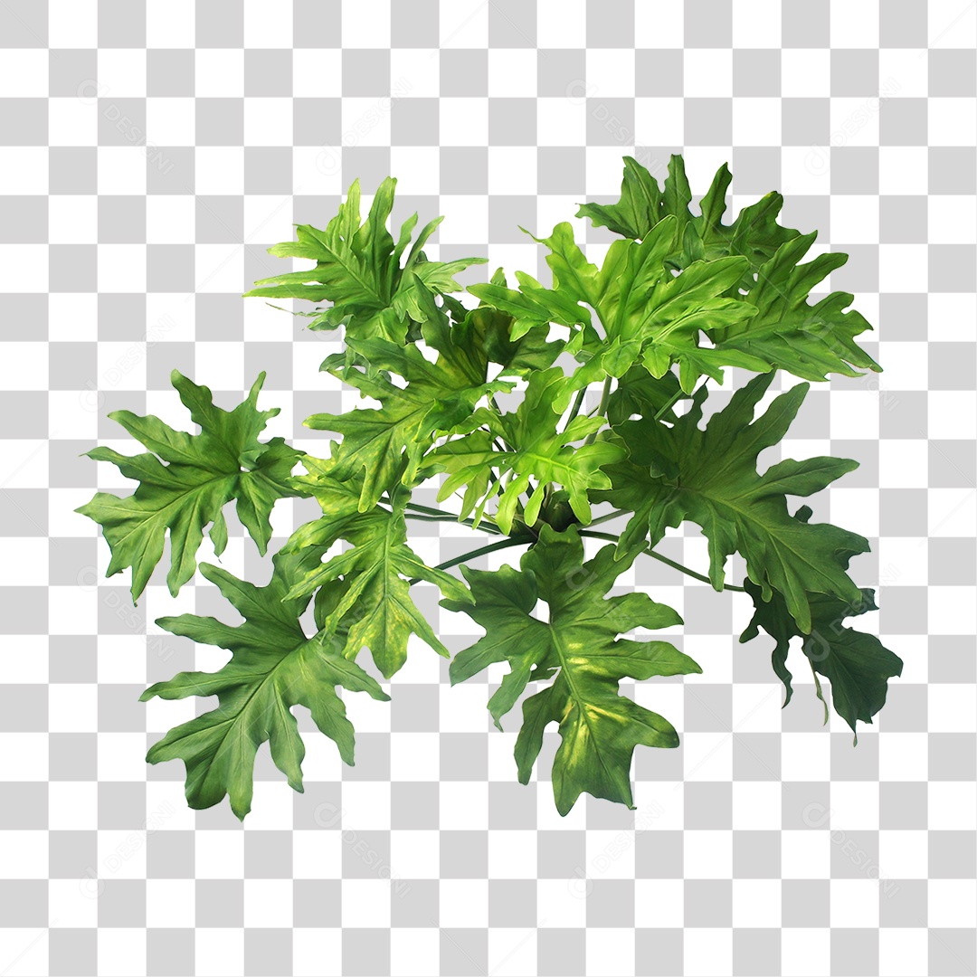 Planta Verde PNG Transparente