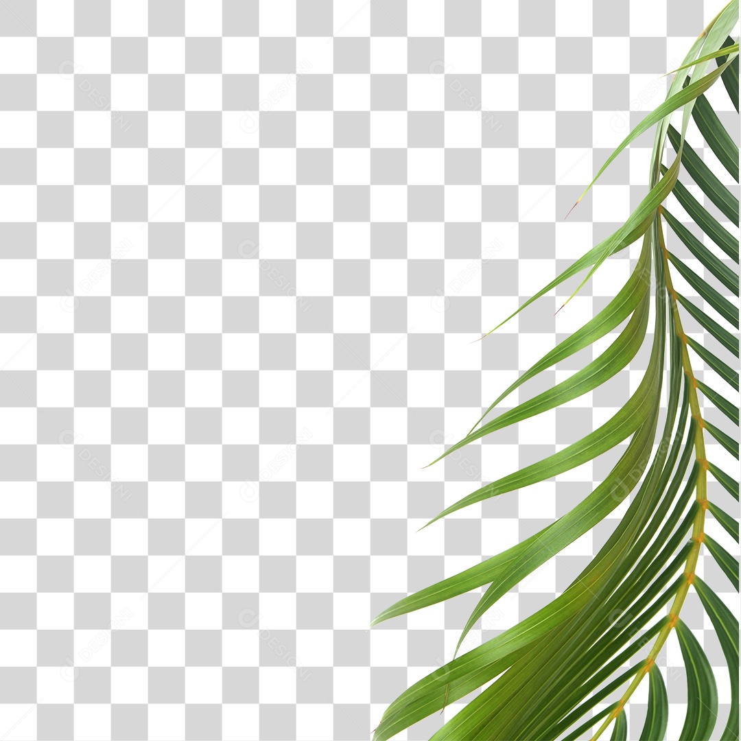 Folha Verde PNG Transparente