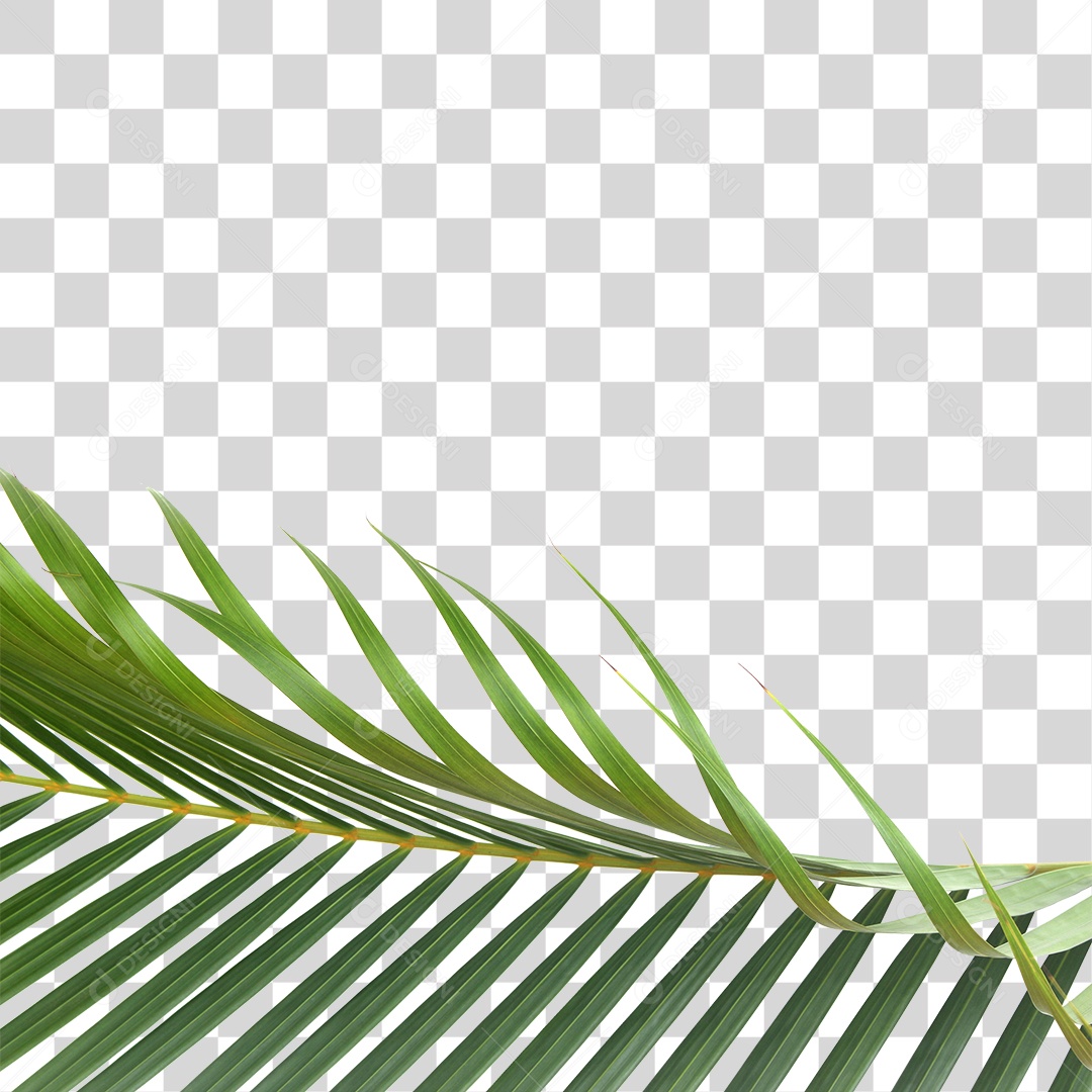 Folha Verde PNG Transparente