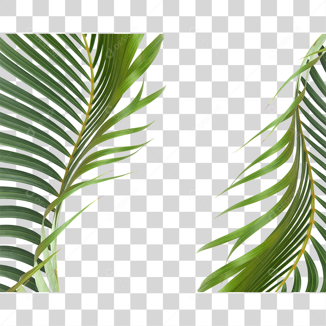 Folha Verde PNG Transparente