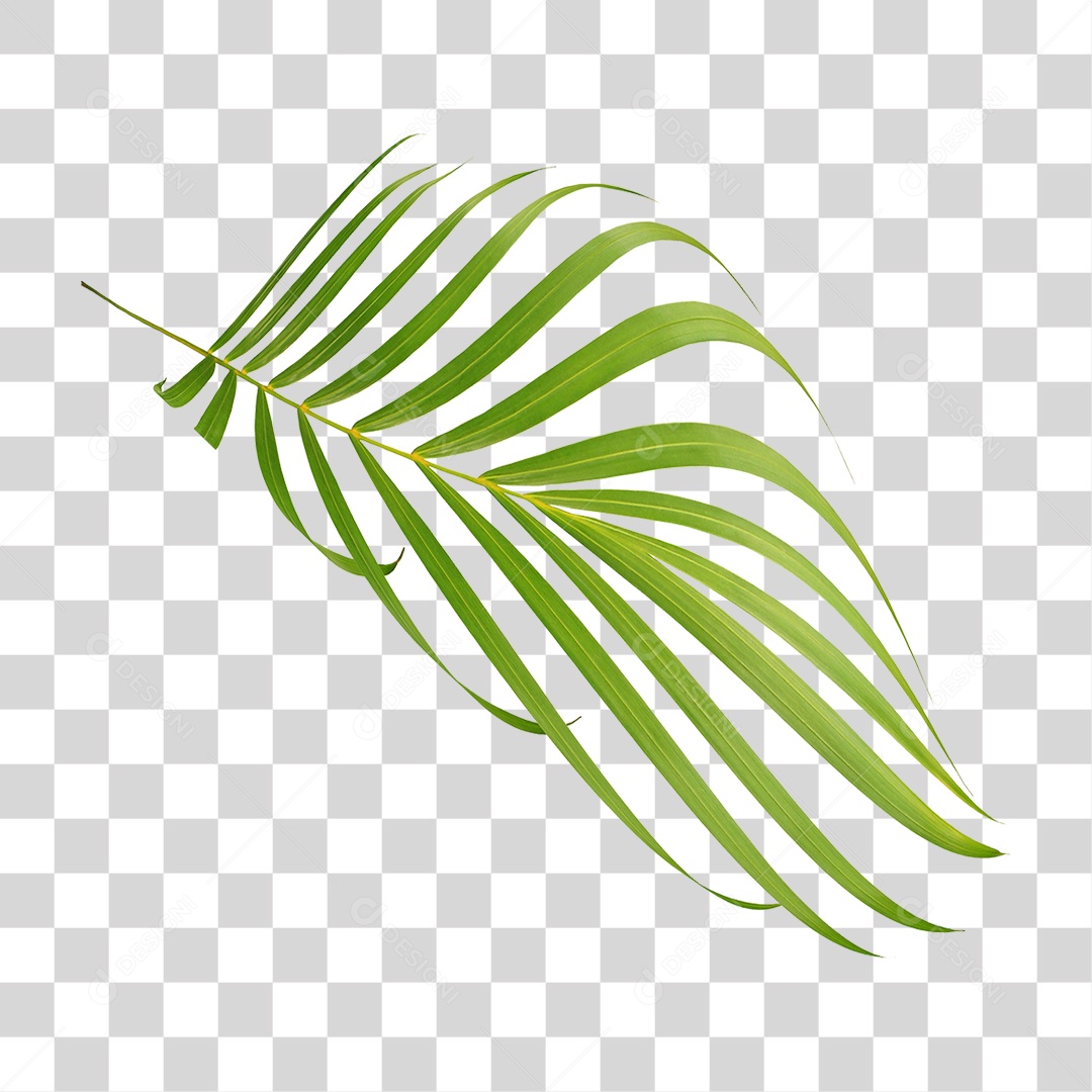 Folha de Palmeira Verde PNG Transparente