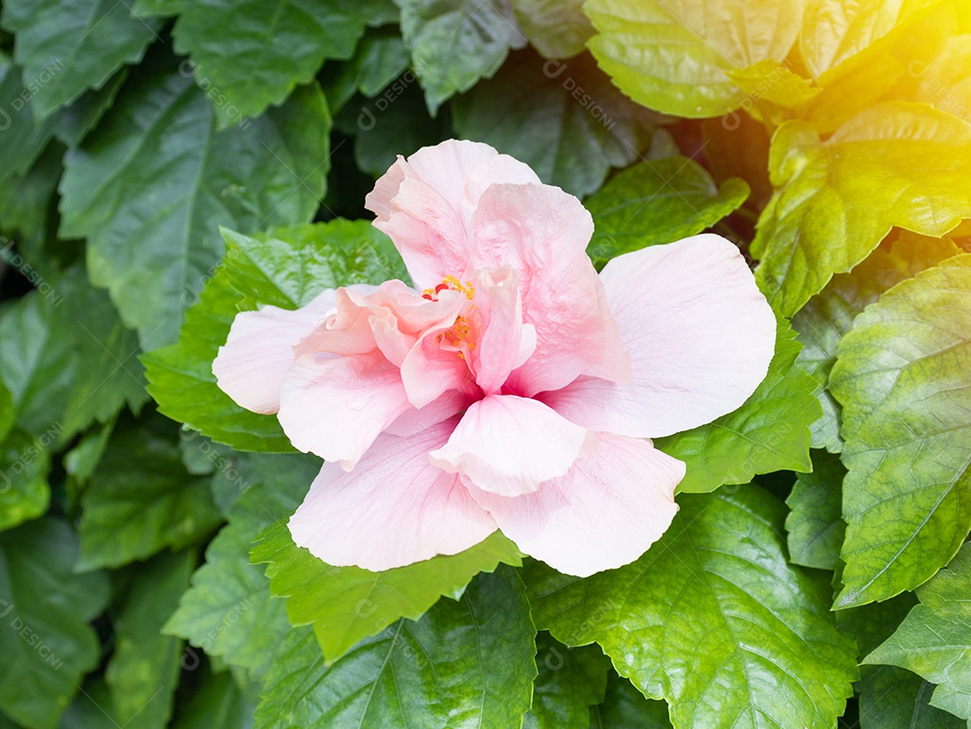Belo jardim de flores no país