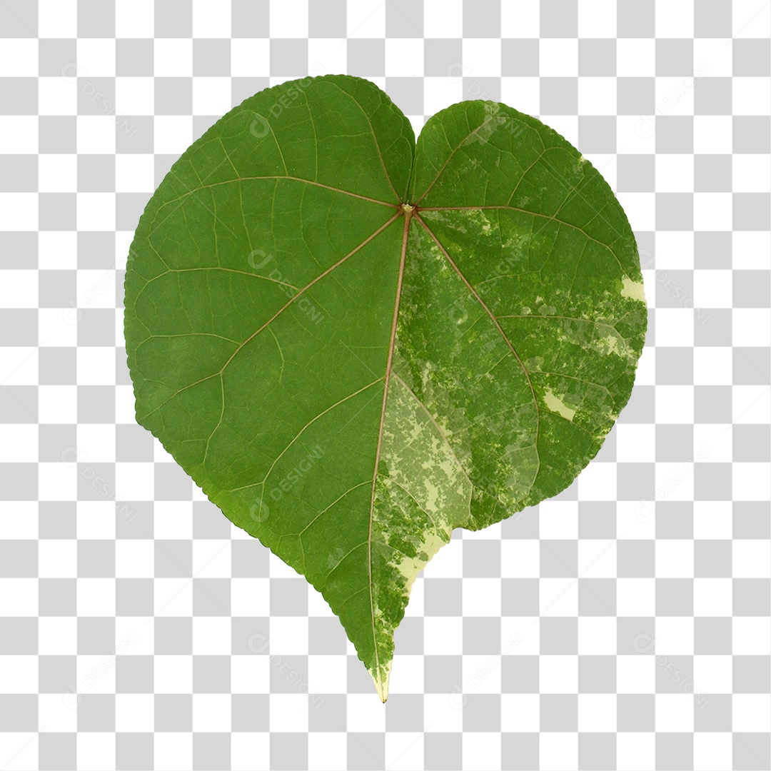 Folha Verde PNG Transparente