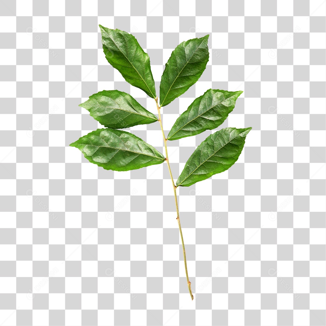 Folha Verde PNG Transparente