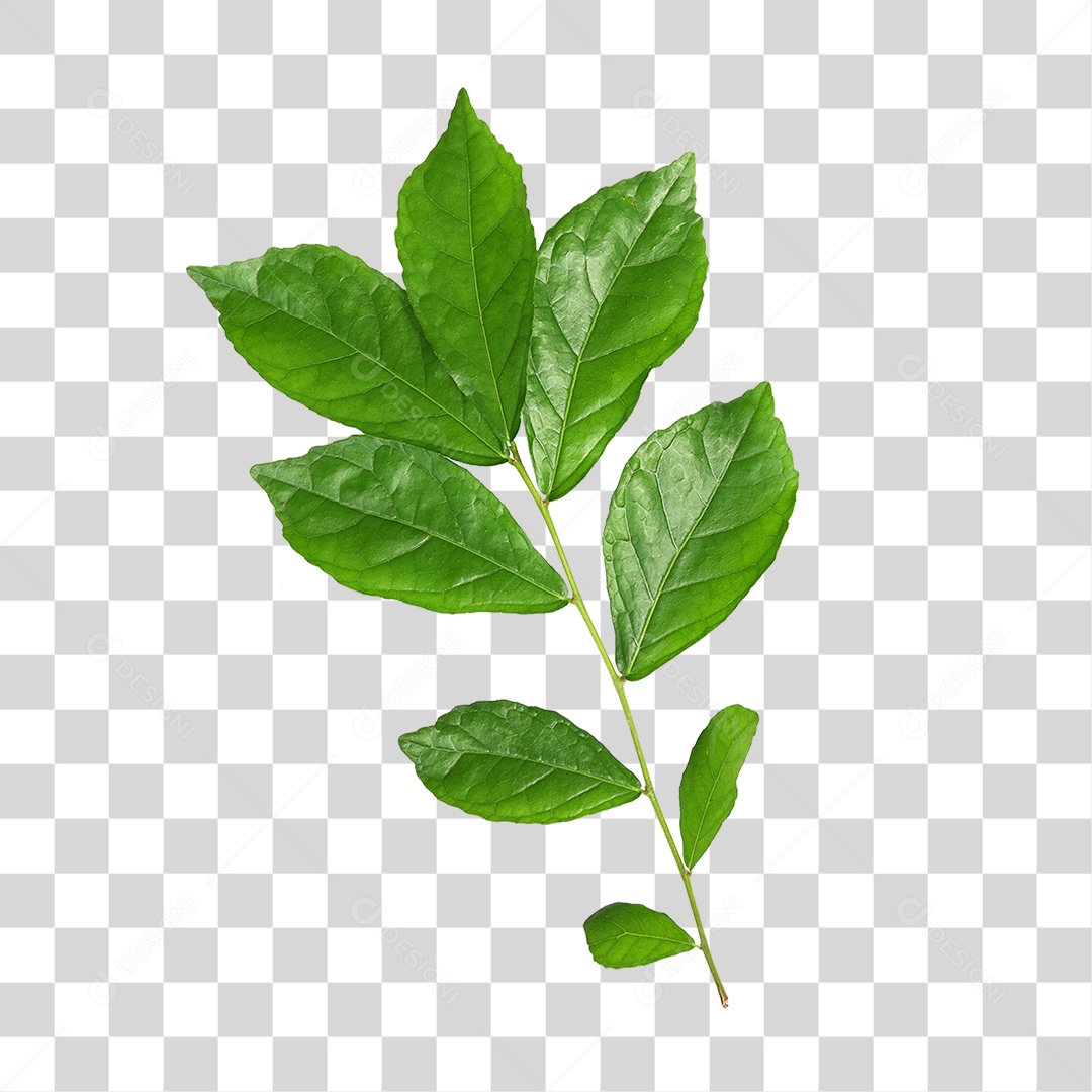 Folhas Verde PNG Transparente