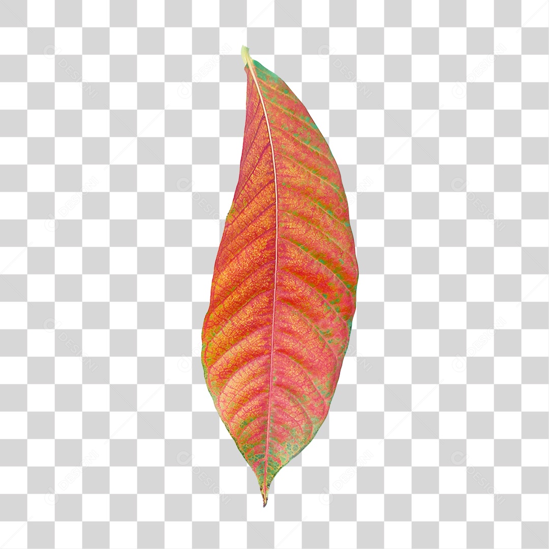 Folha Verde PNG Transparente