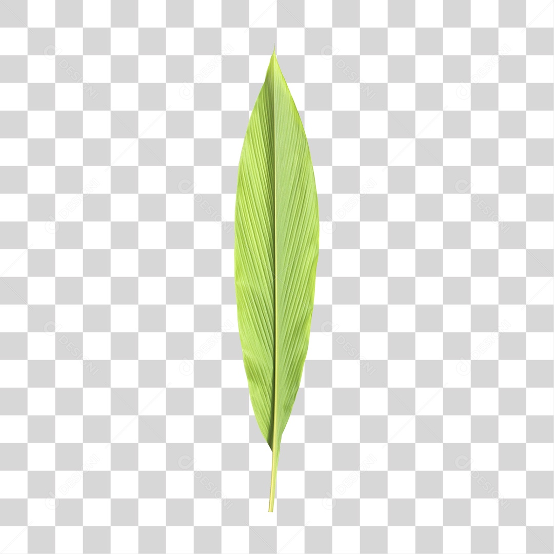 Folha Verde PNG Transparente