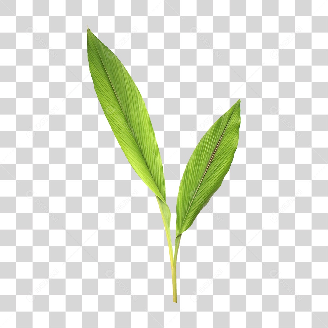 Folha Verde PNG Transparente